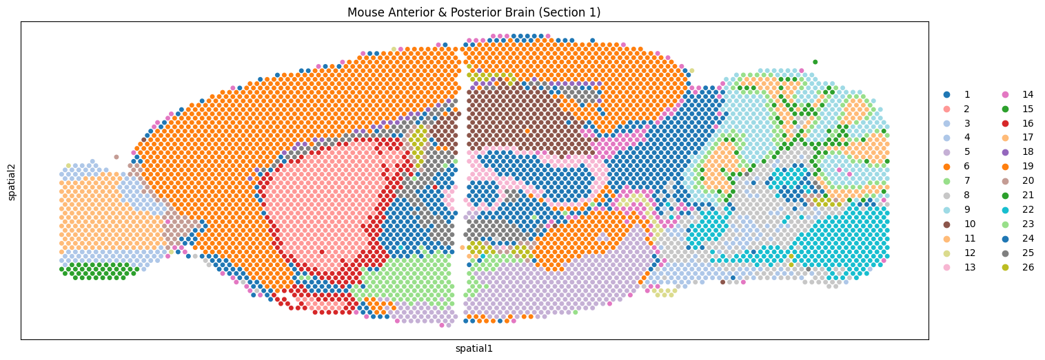 _images/Mouse_anterior_posterior_brain_merged_9_2.png